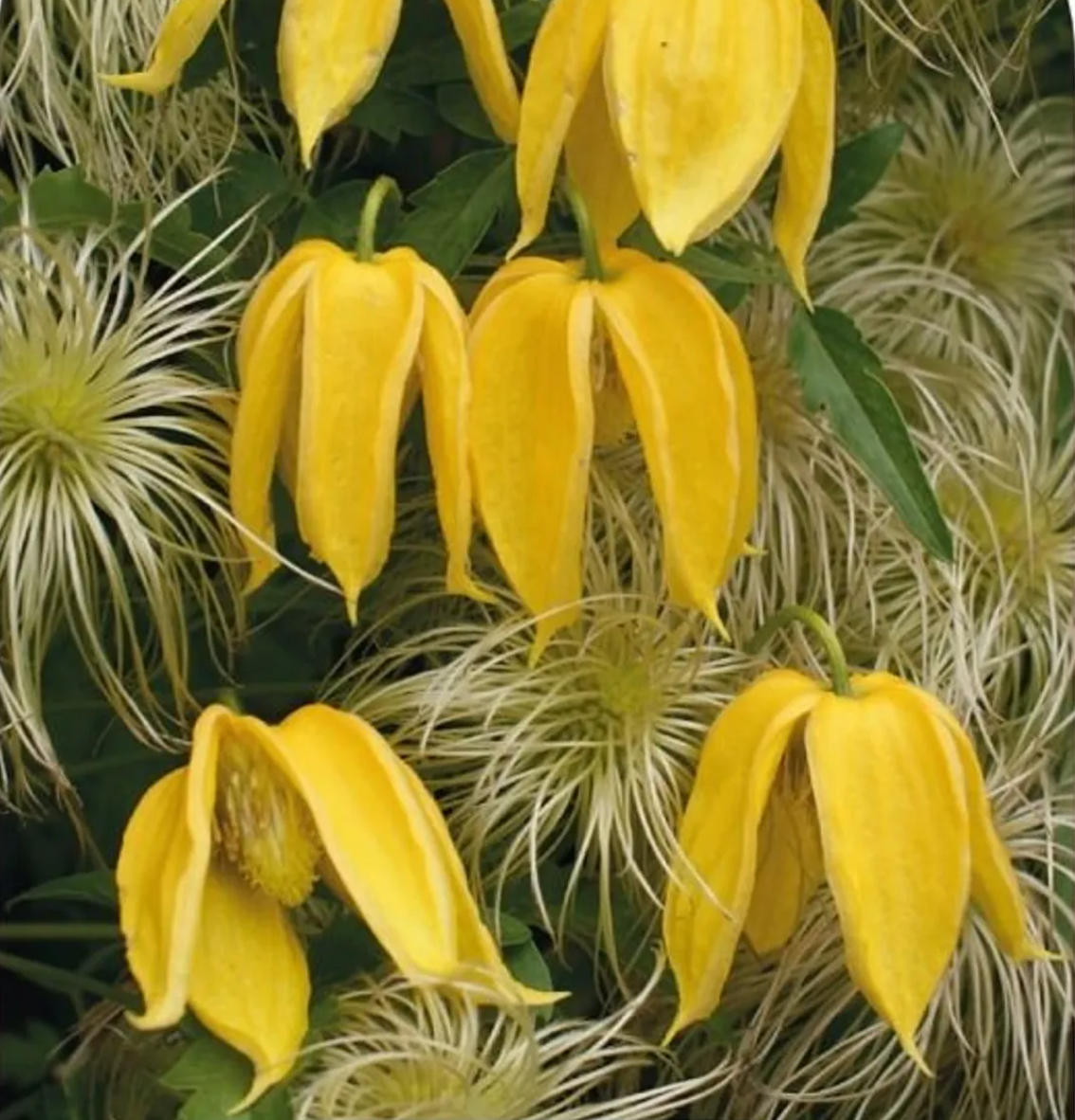 Clematis Aurelion