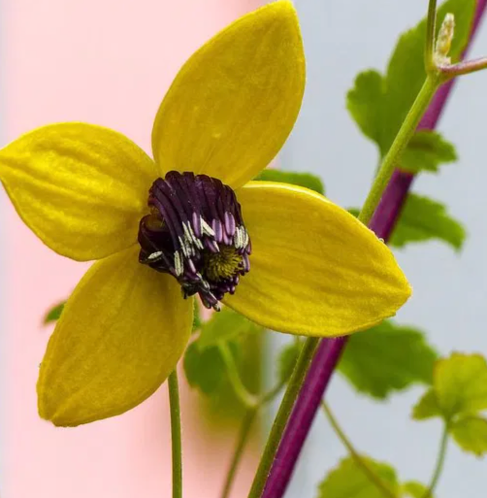 Clematis Aurelion