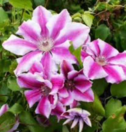 Clematis Love Jewelry