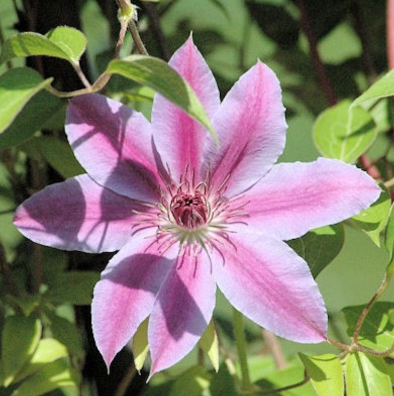 Clematis Love Jewelry