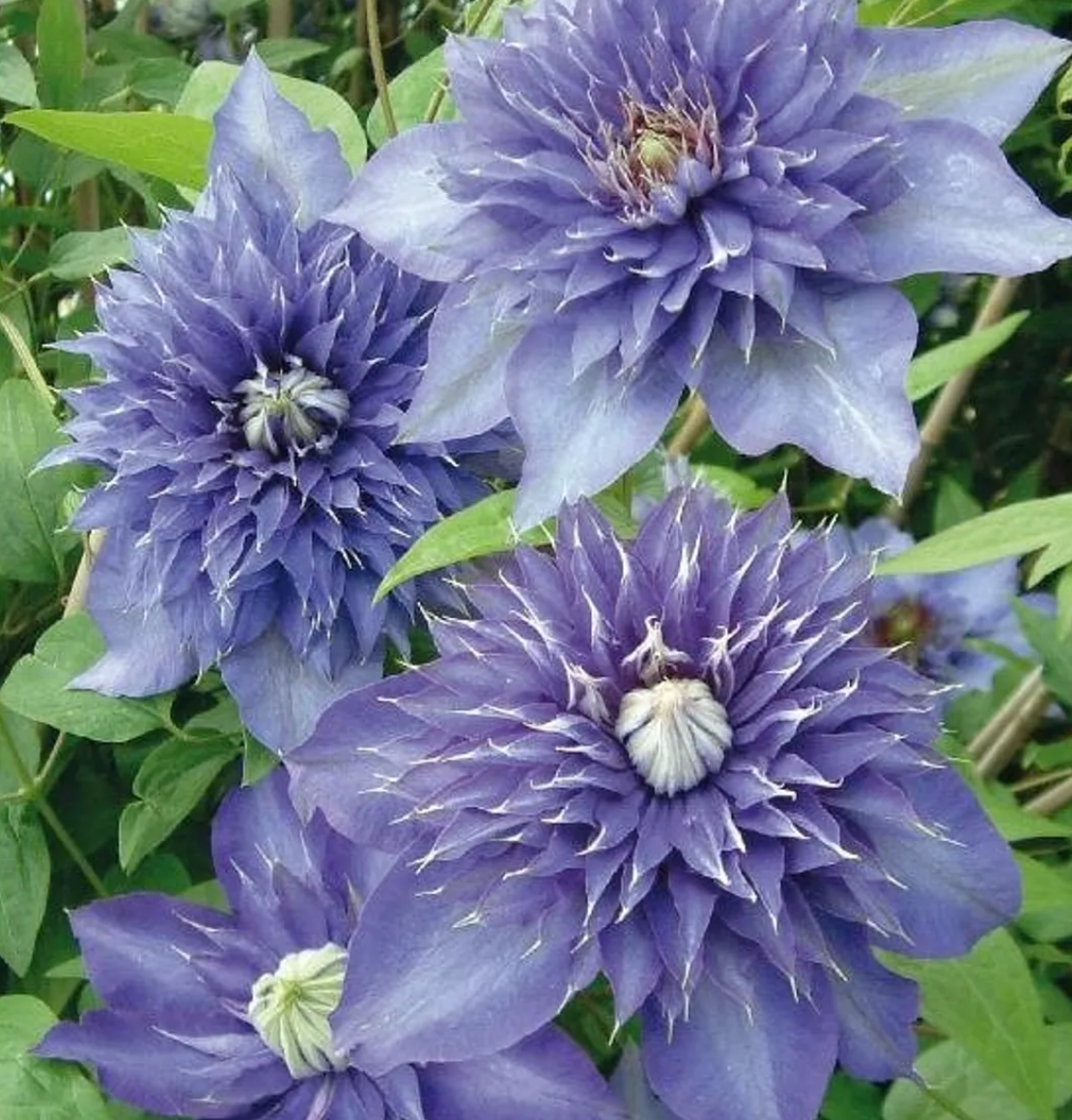 Clematis Multi Blue