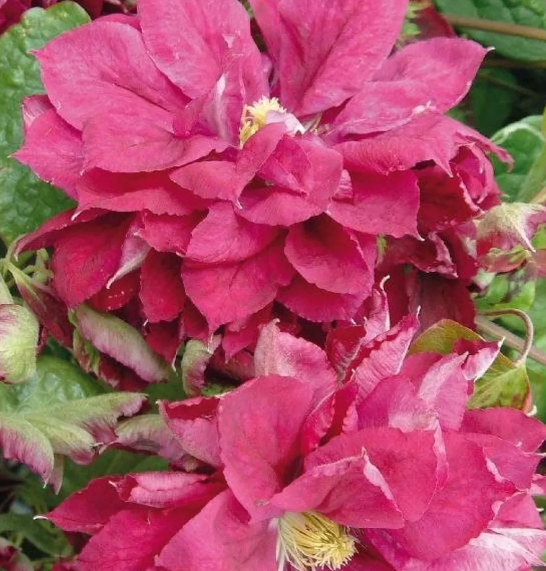 Clematis 'Red Star'