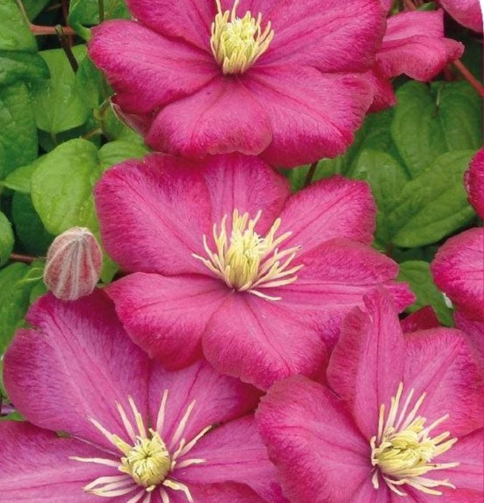 Clematis 'Ville de Lyon'