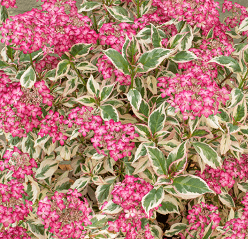 Hydrangea serrata Euphoria Pink (ortensia)