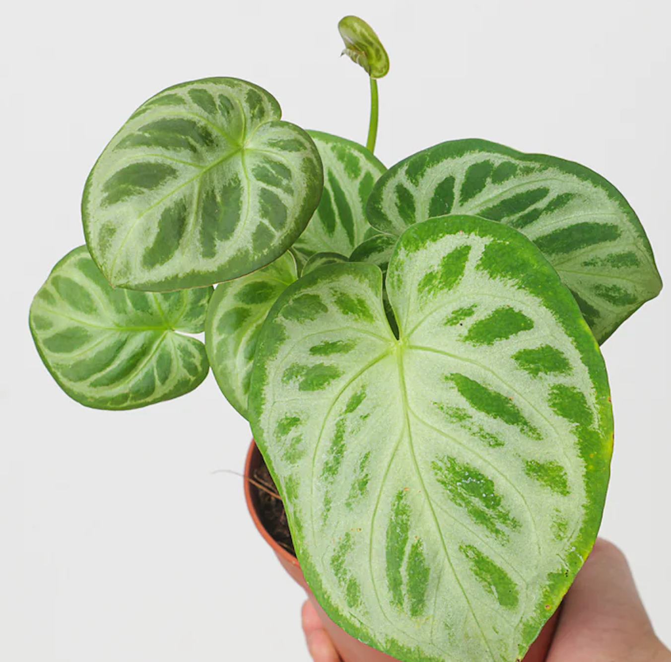 baby Anthurium crystallinum 'Dorayaki'