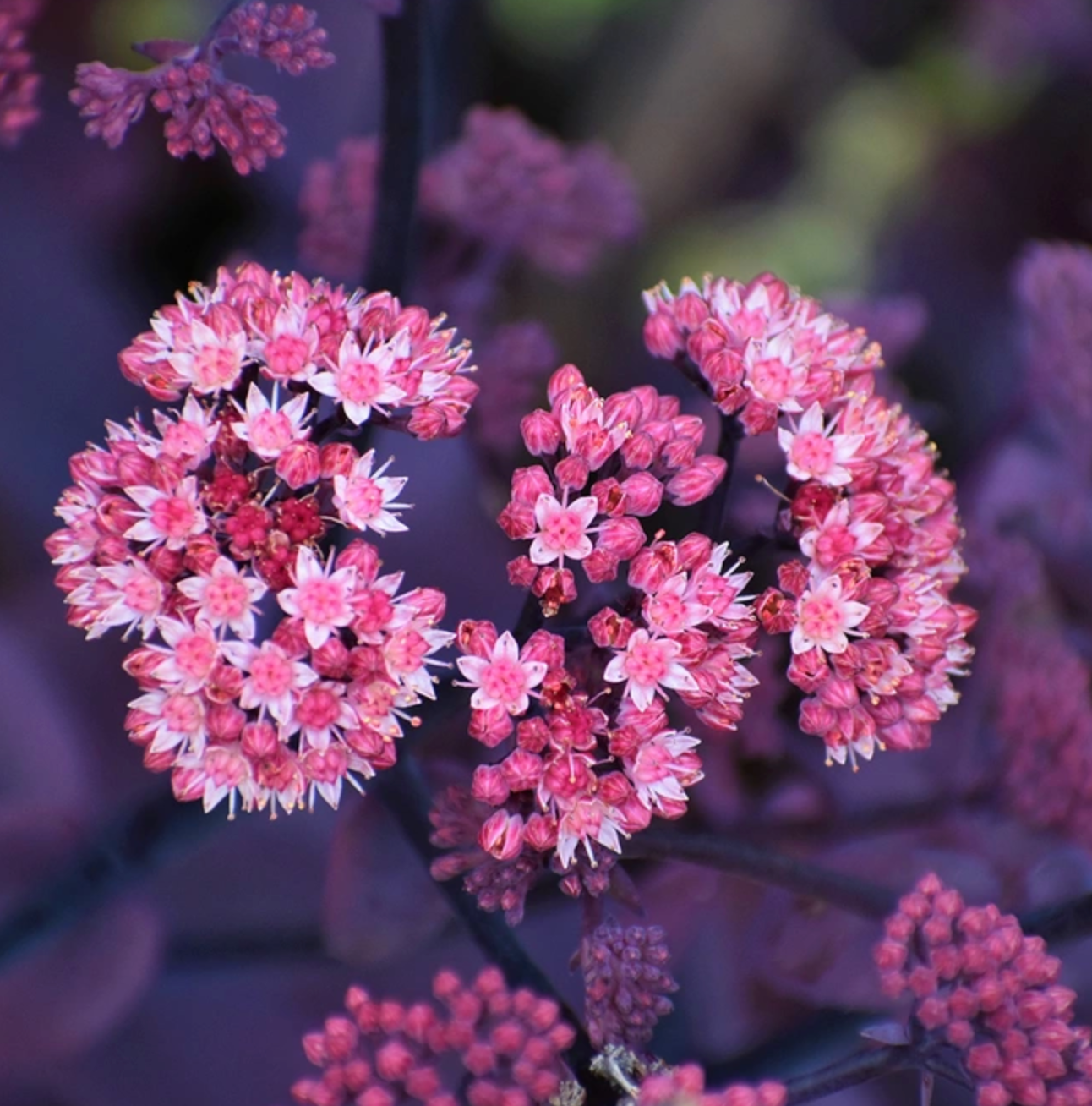 Sedum Seduction Rose Soiree