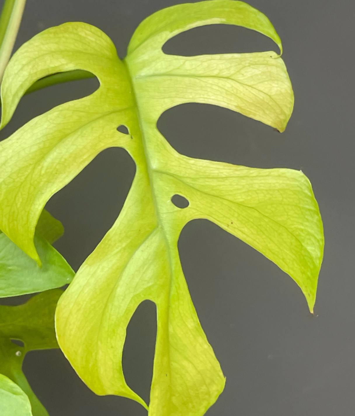 Rhaphidophora tetrasperma 'Goldrush'