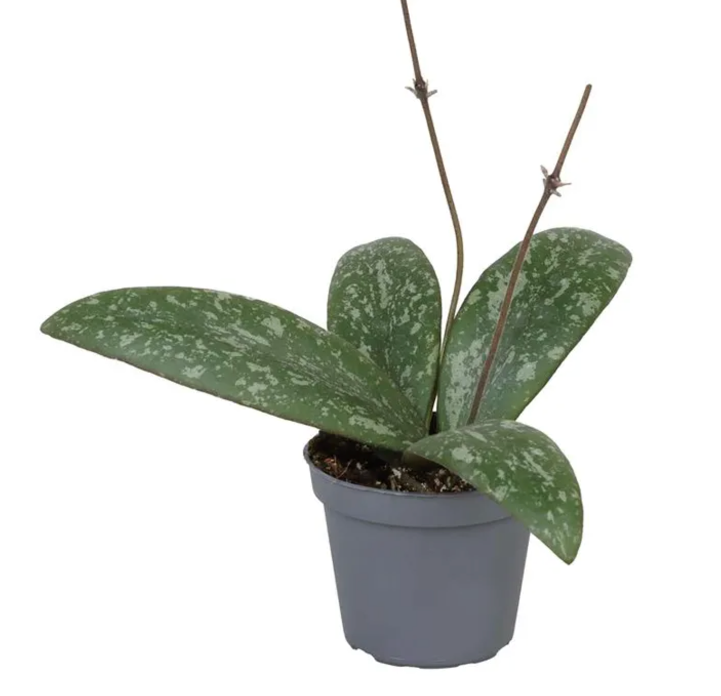 Baby Hoya Sigillatis