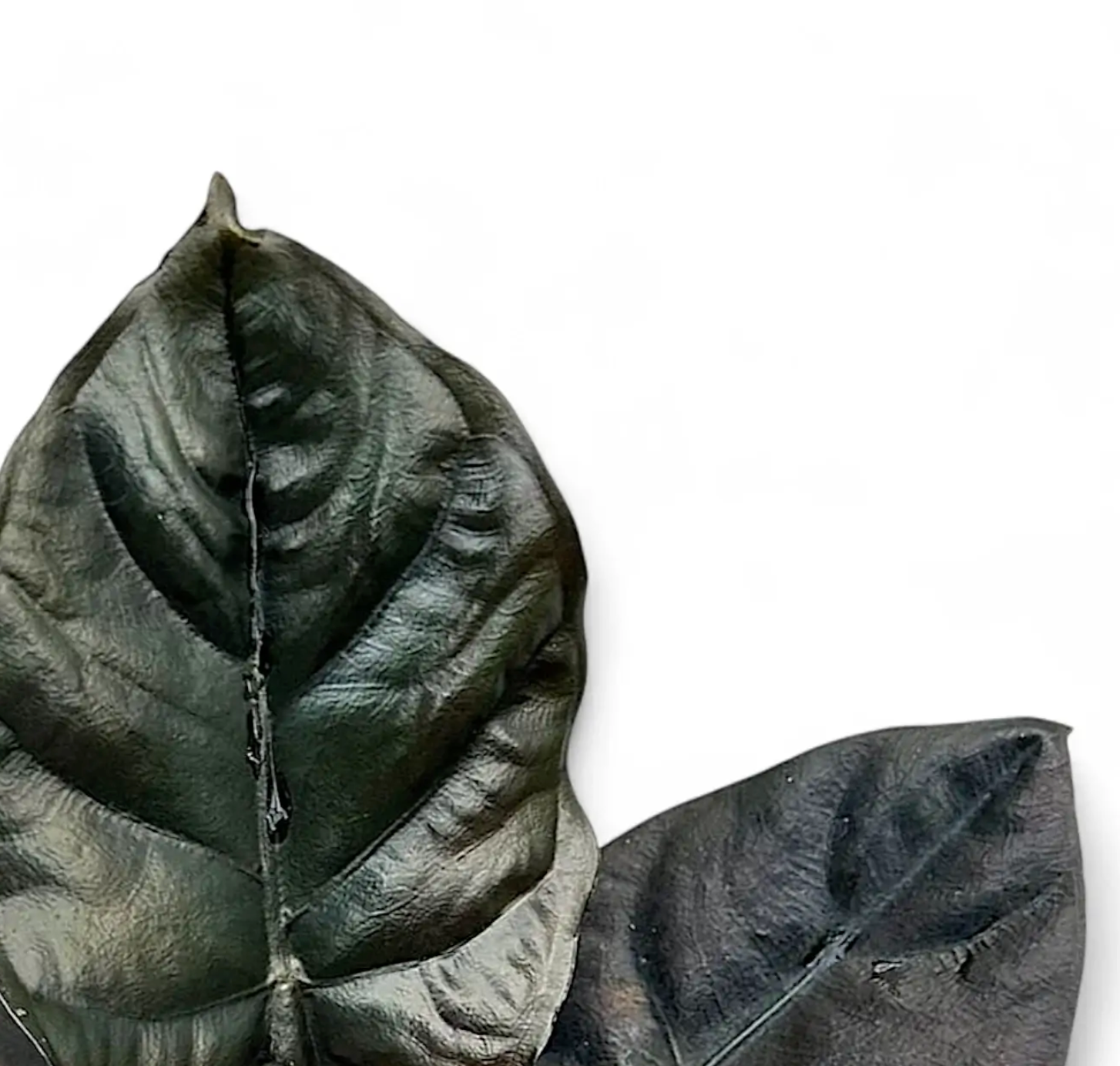 Alocasia infernalis BLACK MAGIC