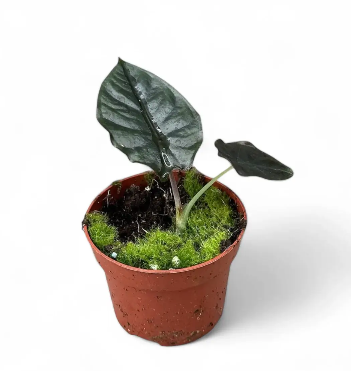 Alocasia infernalis BLACK MAGIC