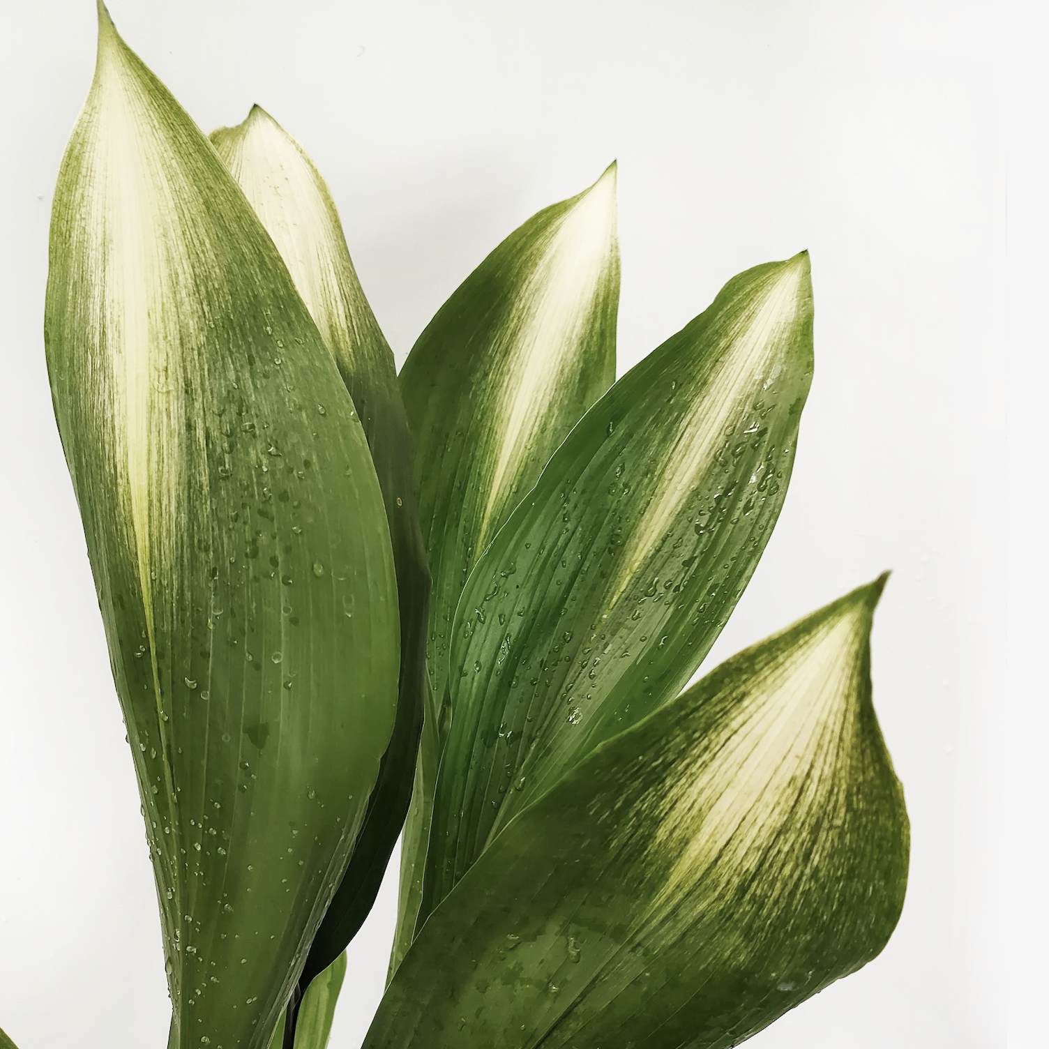Aspidistra Asahi