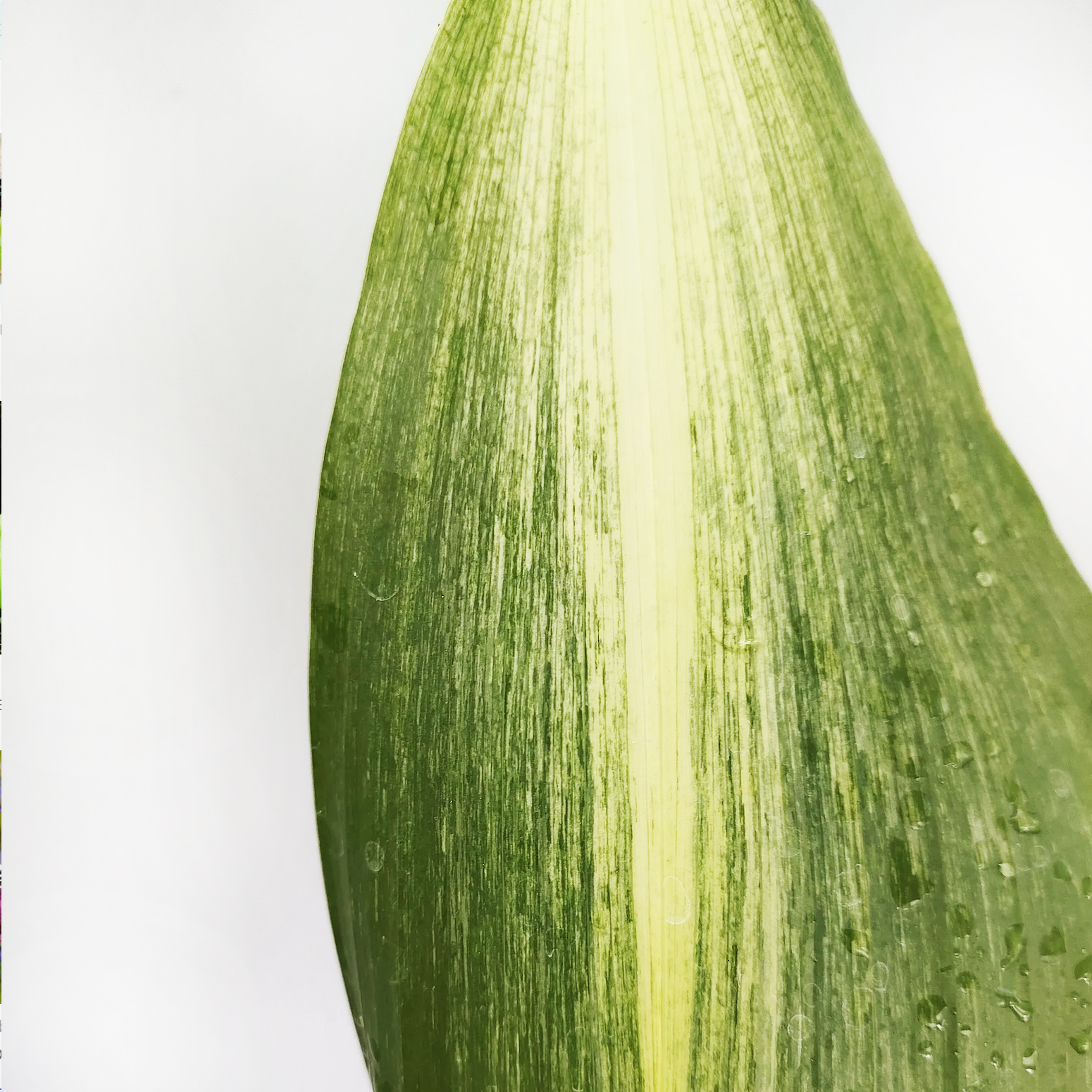 Aspidistra Asahi