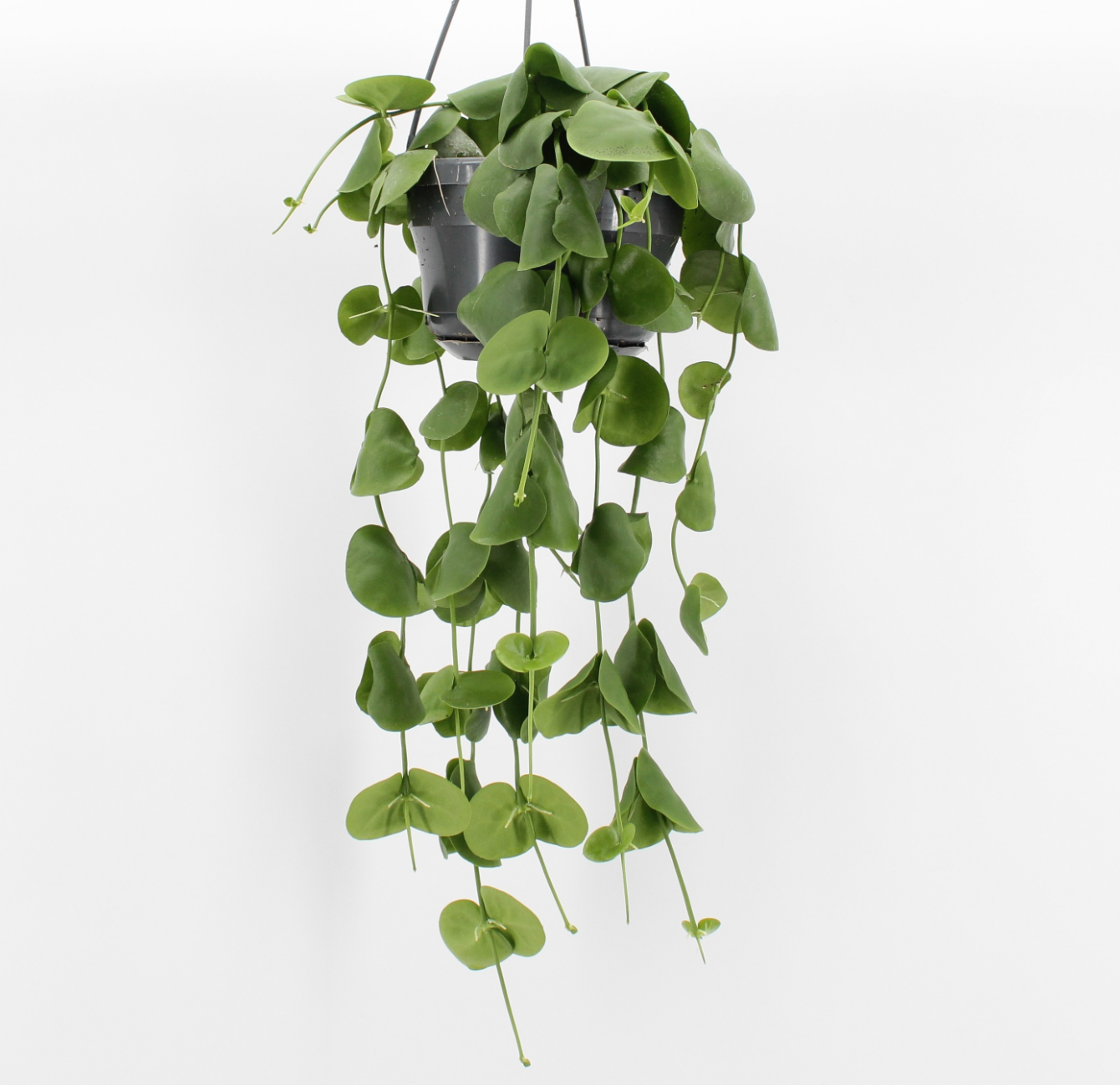 Dischidia Platyphylla