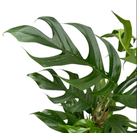 Epipremnum Baltic Blue