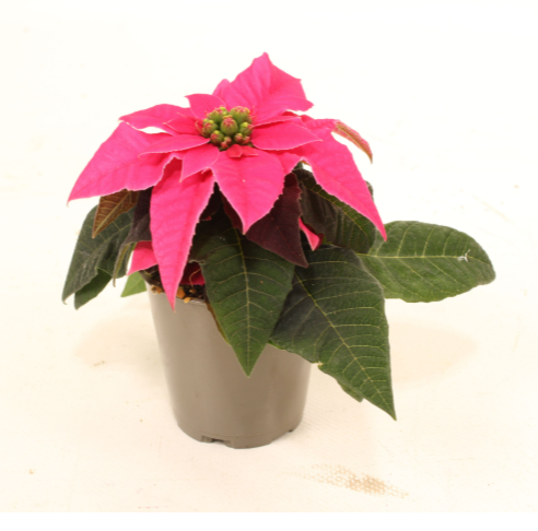Stella di Natale/ Euphorbia pulch. Dark Pink