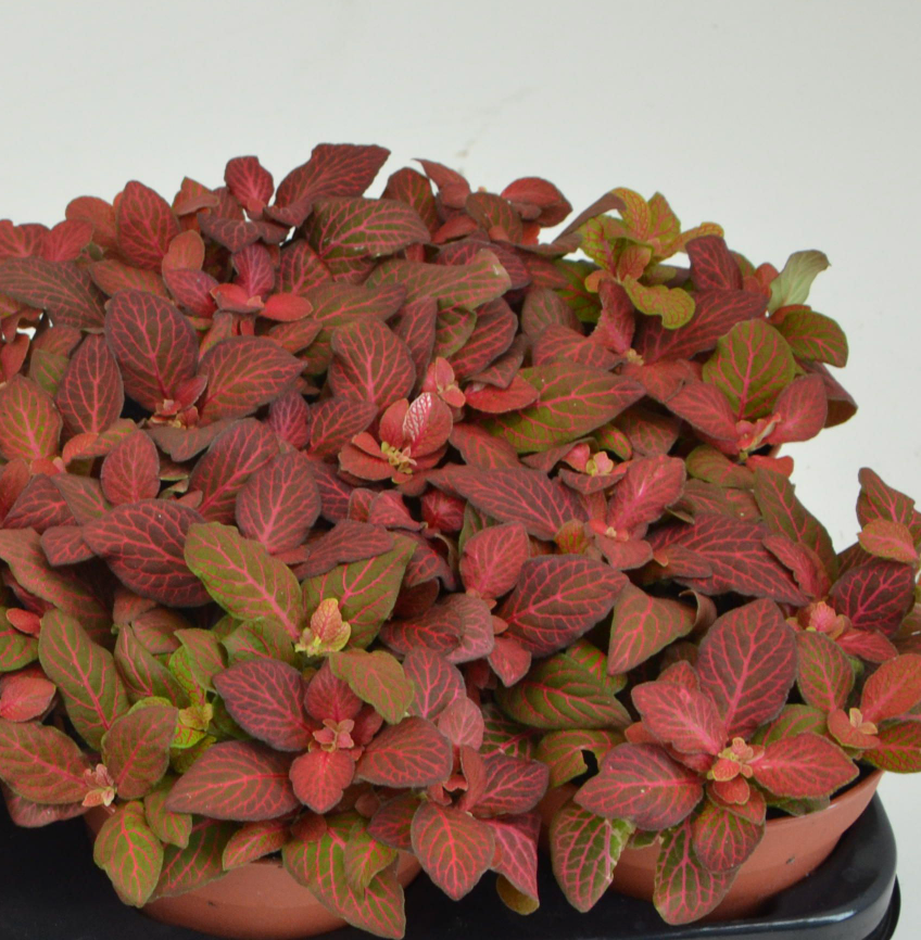 Fittonia Ruby Red