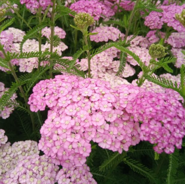 Achillea Appleblossom