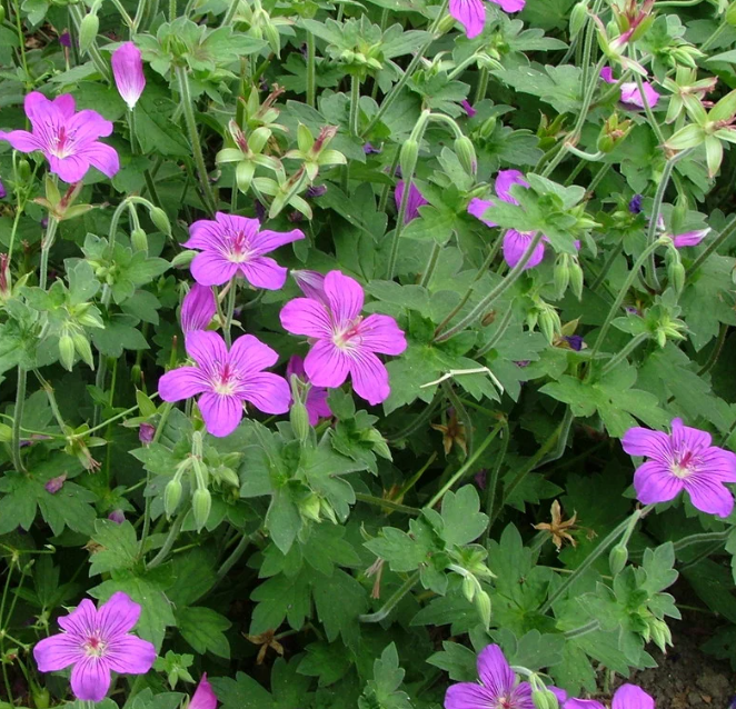 Geranium Lakwijk star