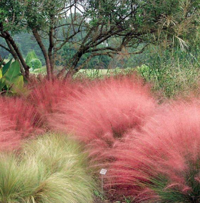 Muhlenbergia capillaris