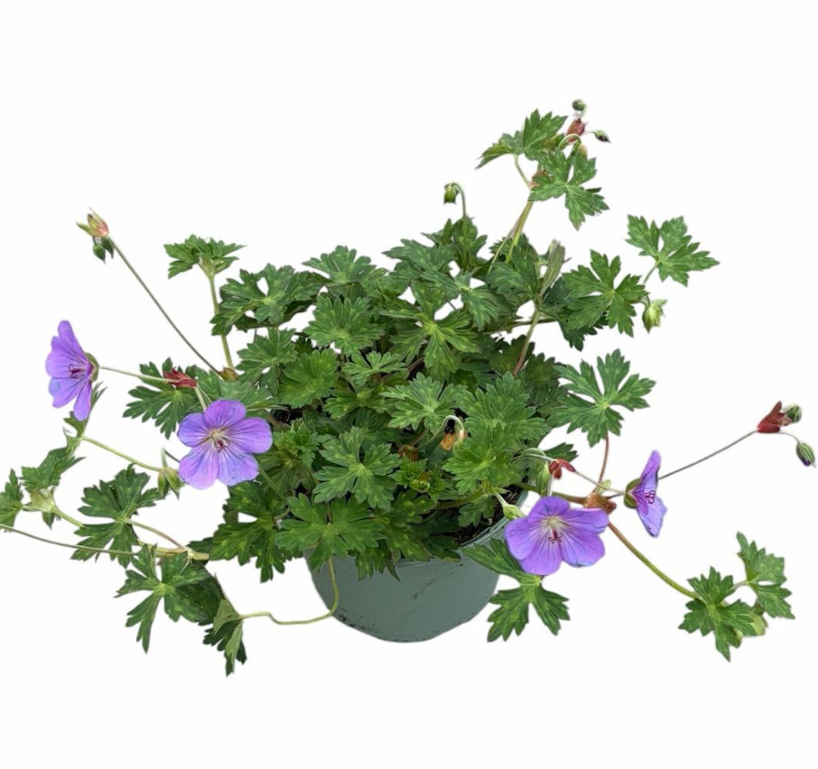 Geranium Rozanne