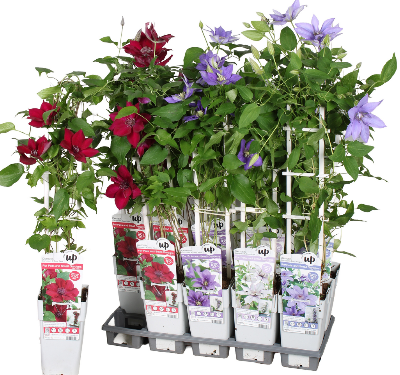 Clematis Boulervard Olympia Red