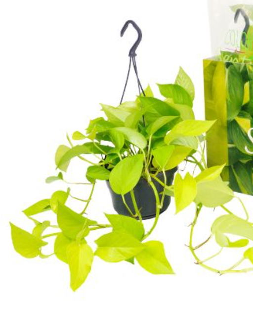 Epipremnum Aureum 'Neon'