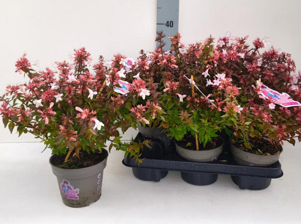 Abelia Grandiflora