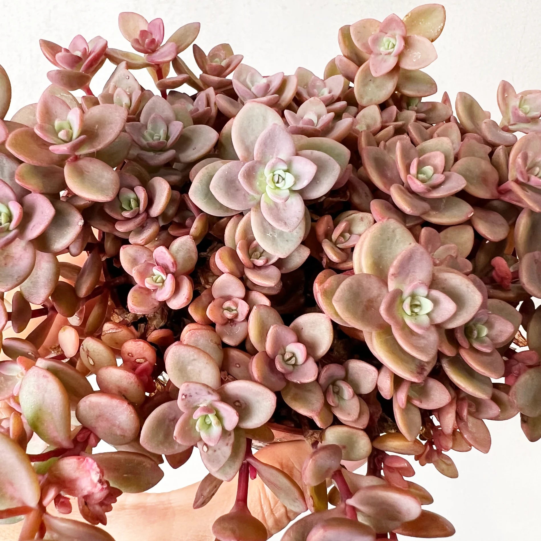 Sedum Rosenteppich