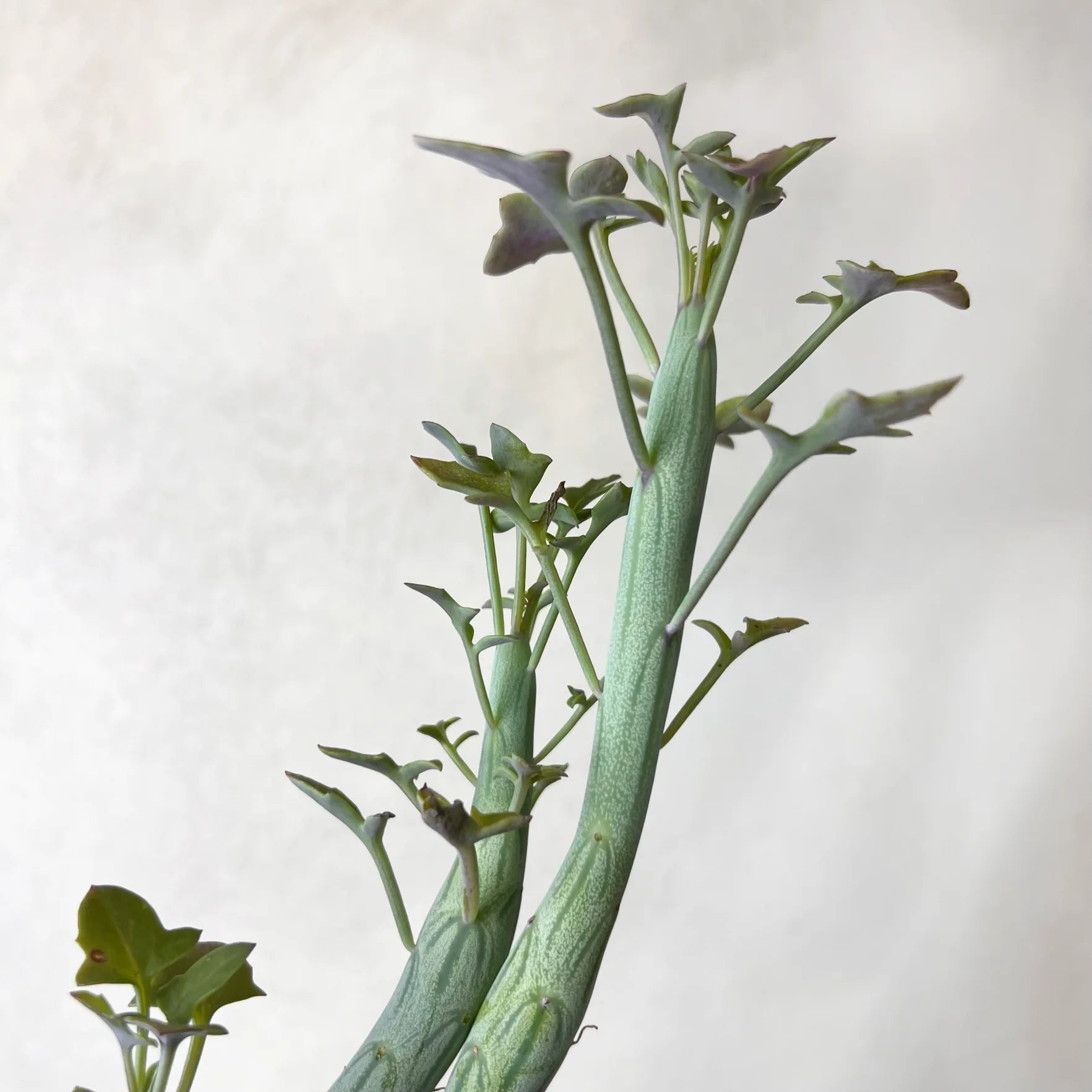 Senecio Articulatus