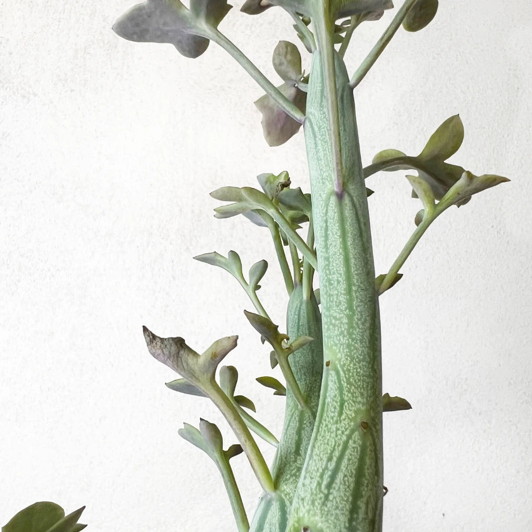 Senecio Articulatus