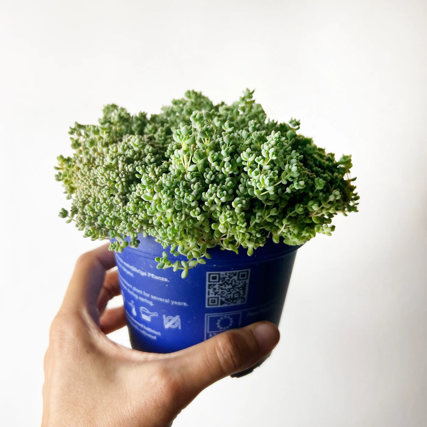 Sedum dasyphyllum 'Minor'