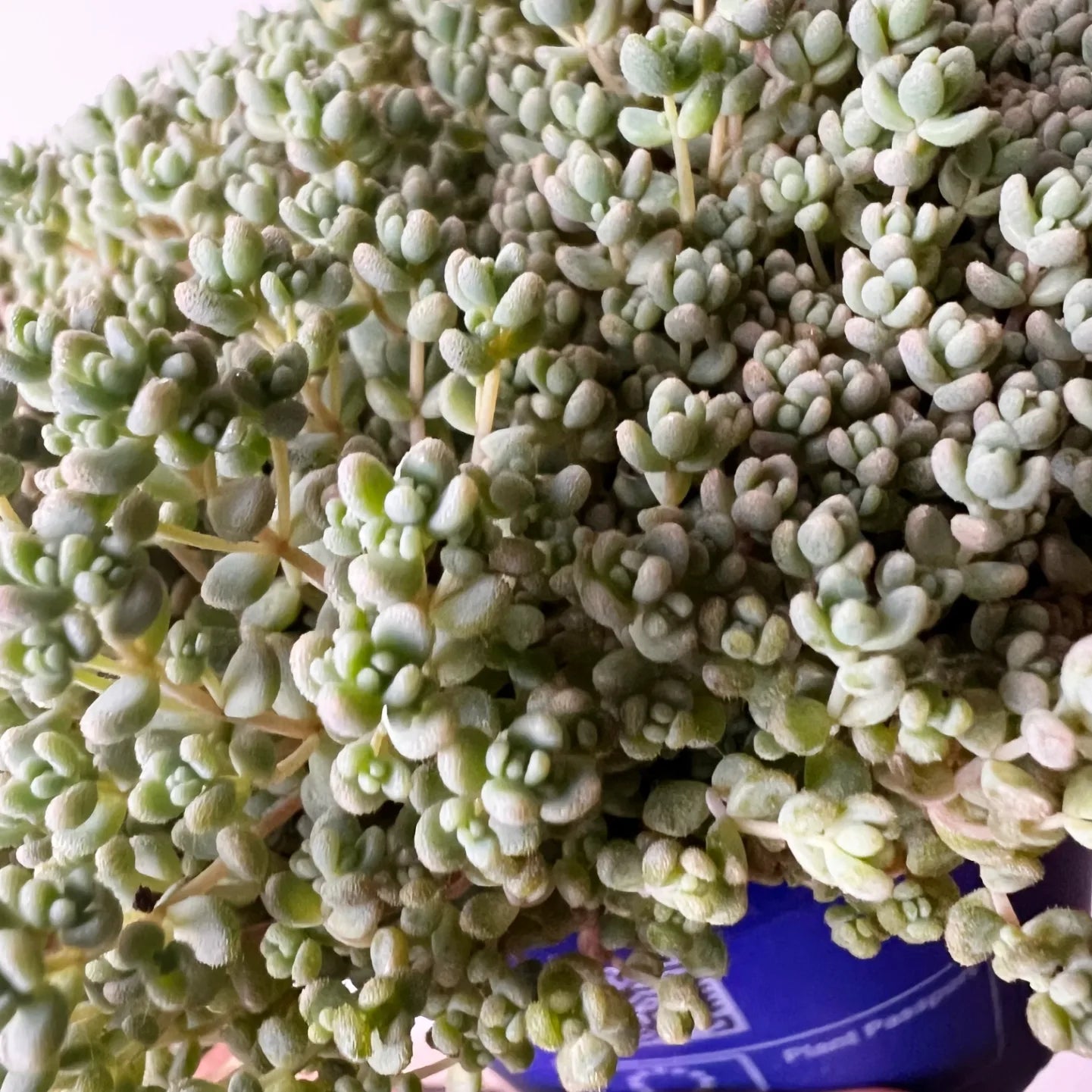 Sedum dasyphyllum 'Minor'