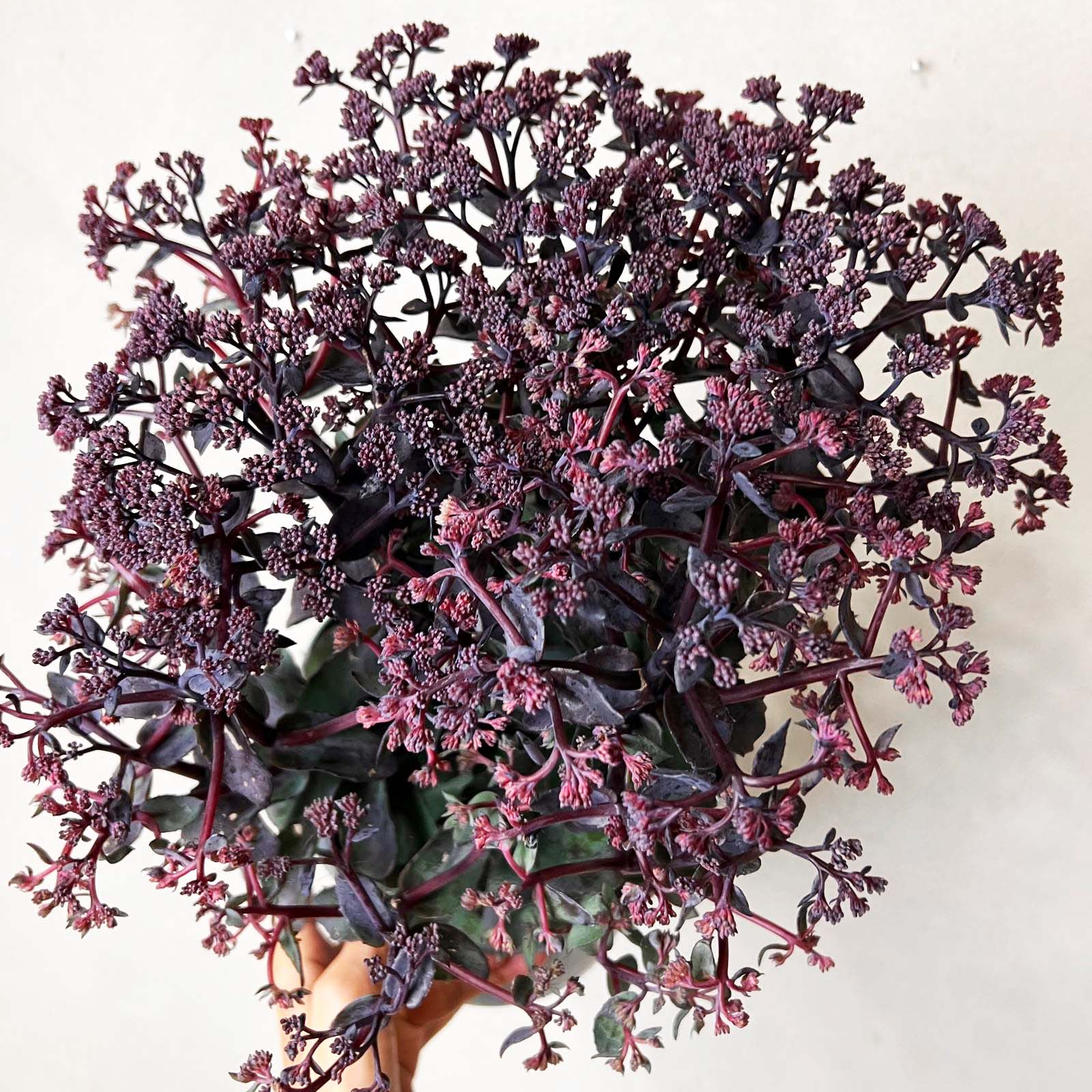 Sedum Seduction Rose Soiree