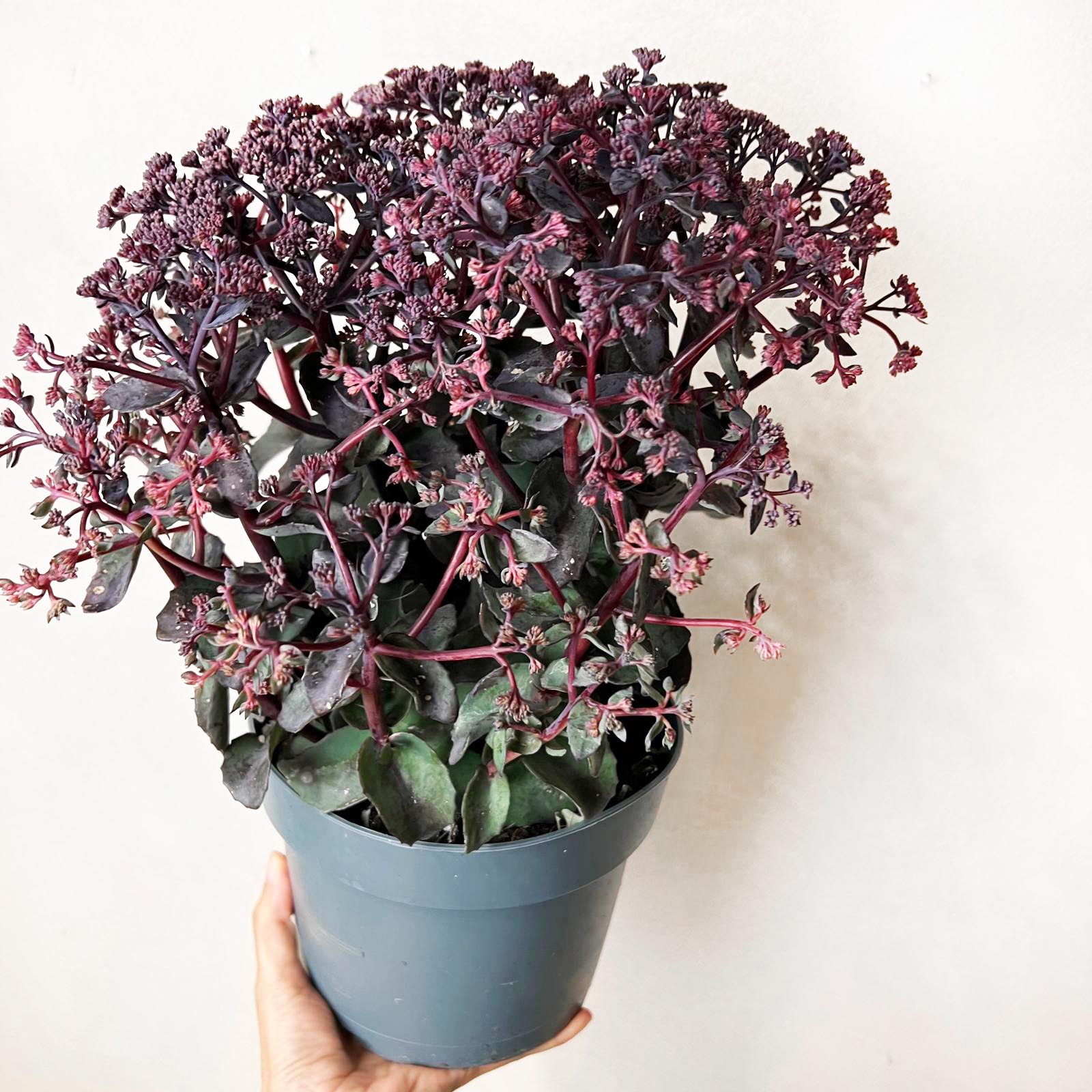 Sedum Seduction Rose Soiree