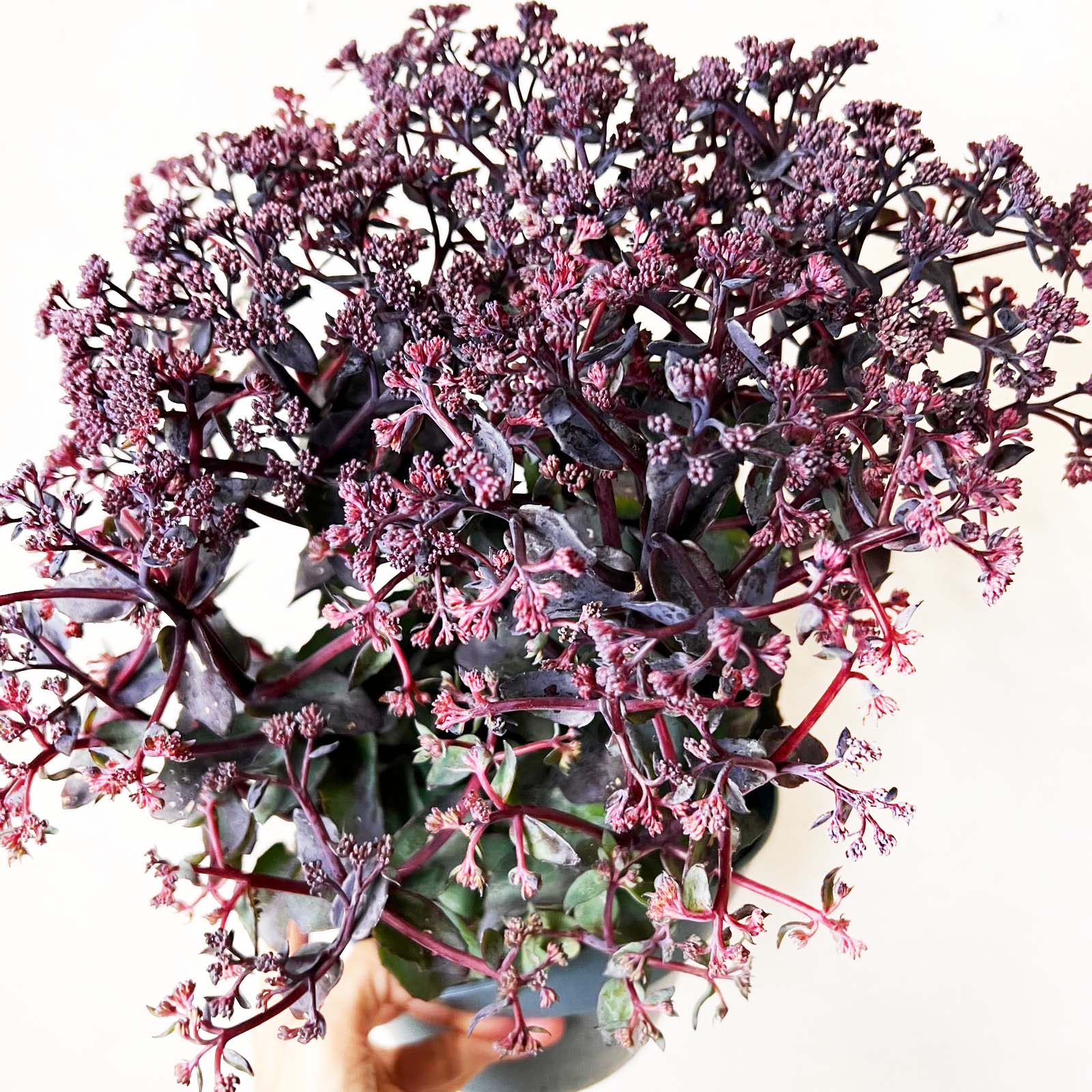 Sedum Seduction Rose Soiree