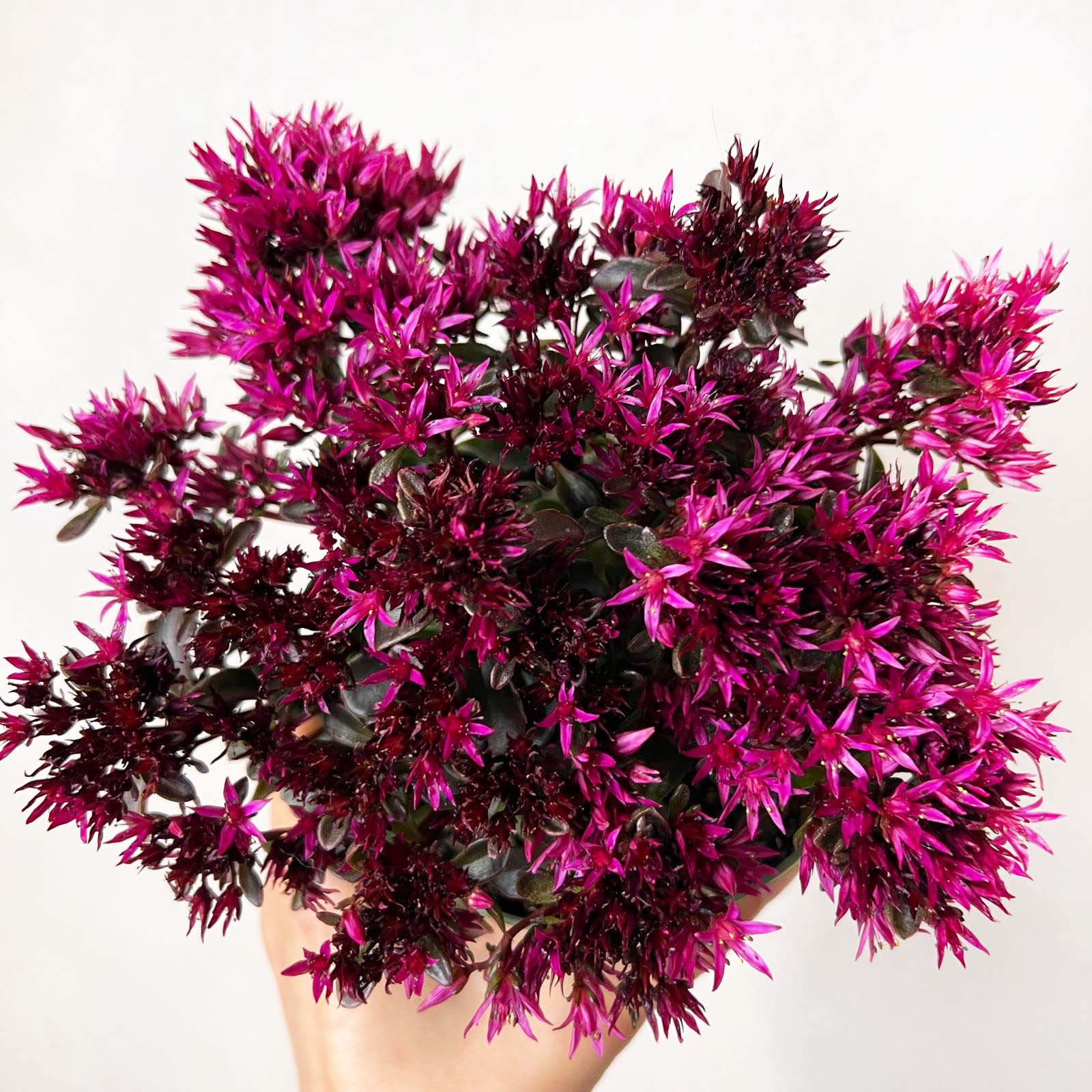 Sedum Spurium Spot on Deep Rose