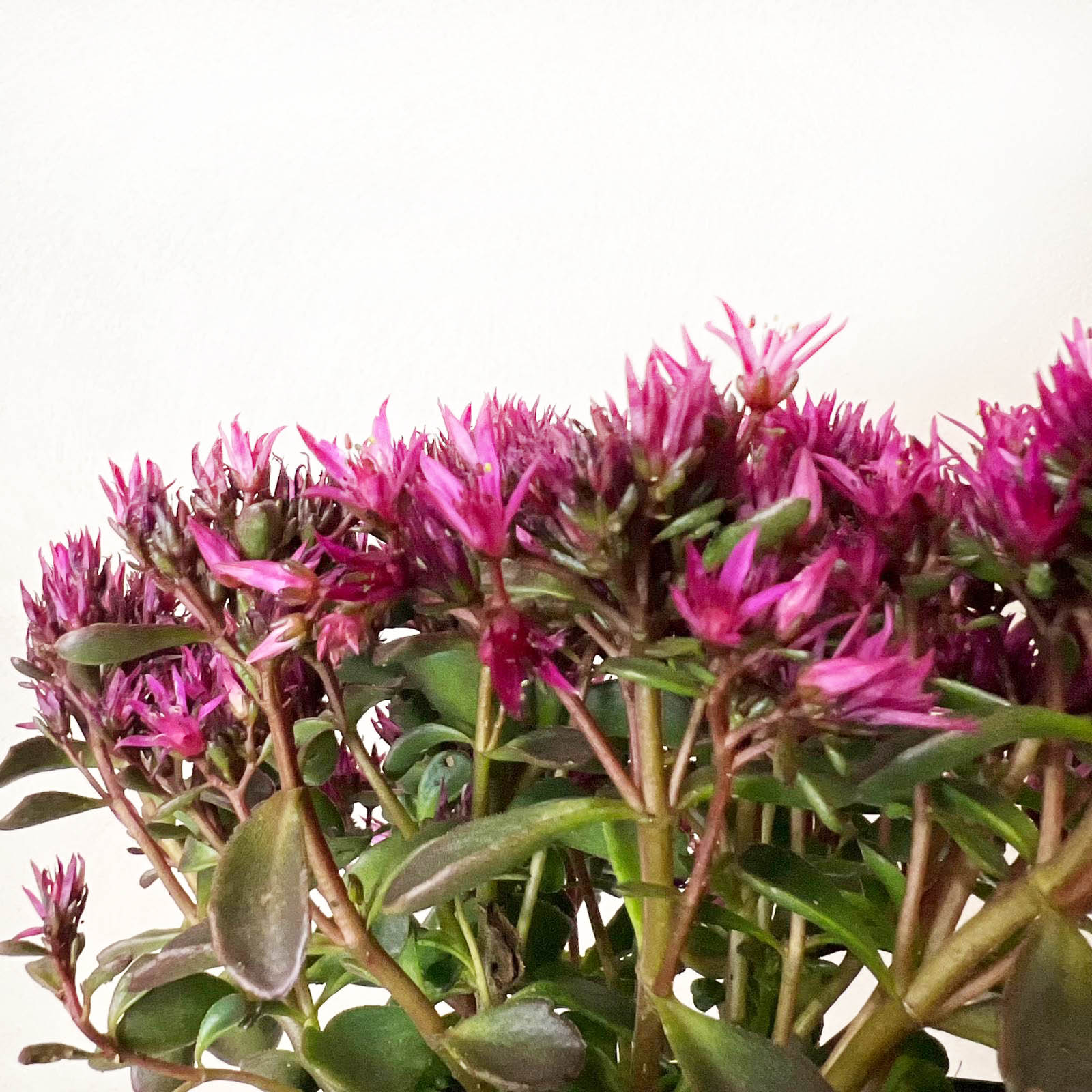 Sedum Spurium Spot on Deep Rose