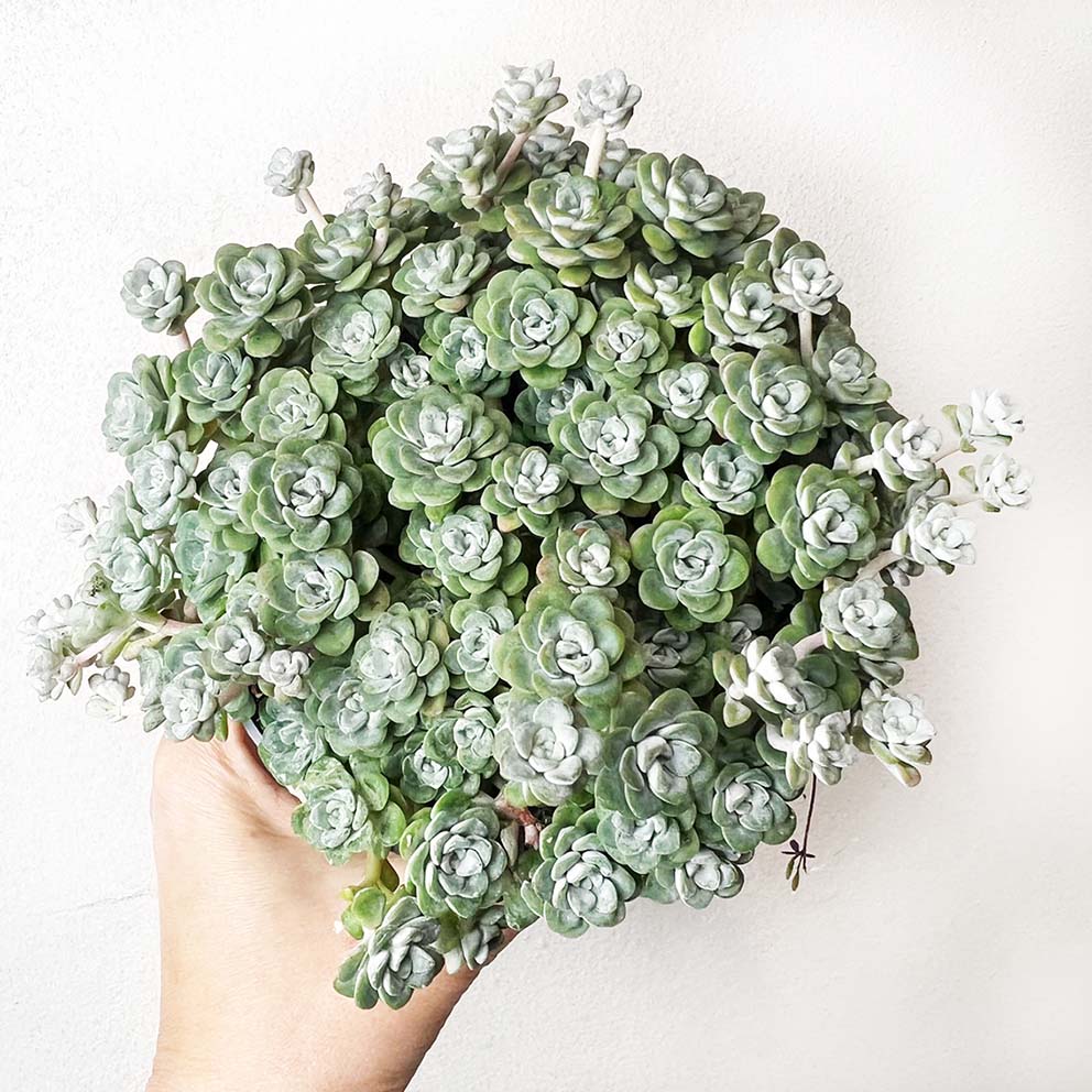 Sedum spathulifolium Cape Blanco