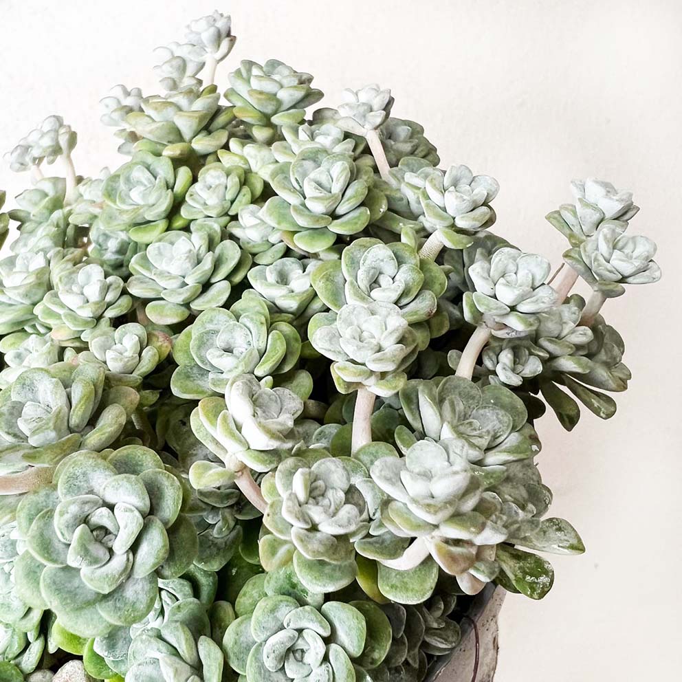 Sedum spathulifolium Cape Blanco