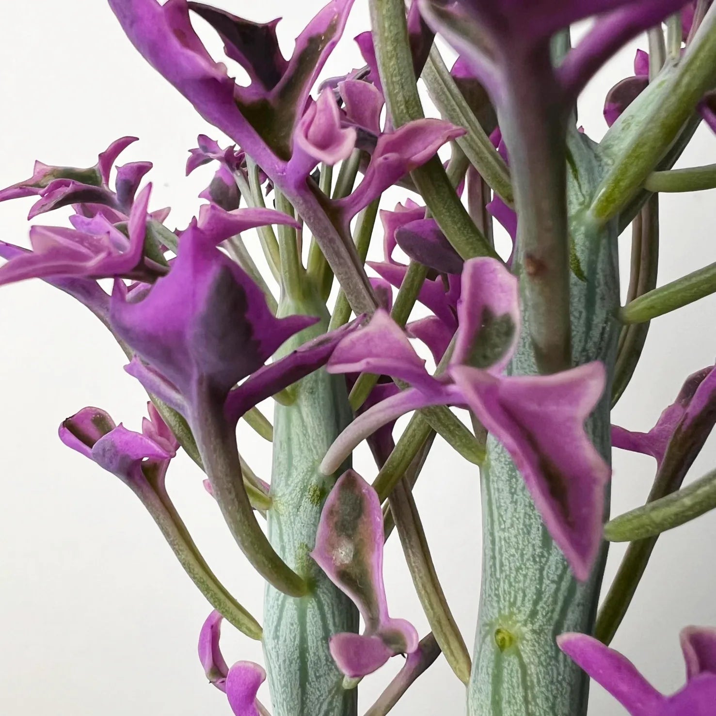 Senecio Articulatus Variegato