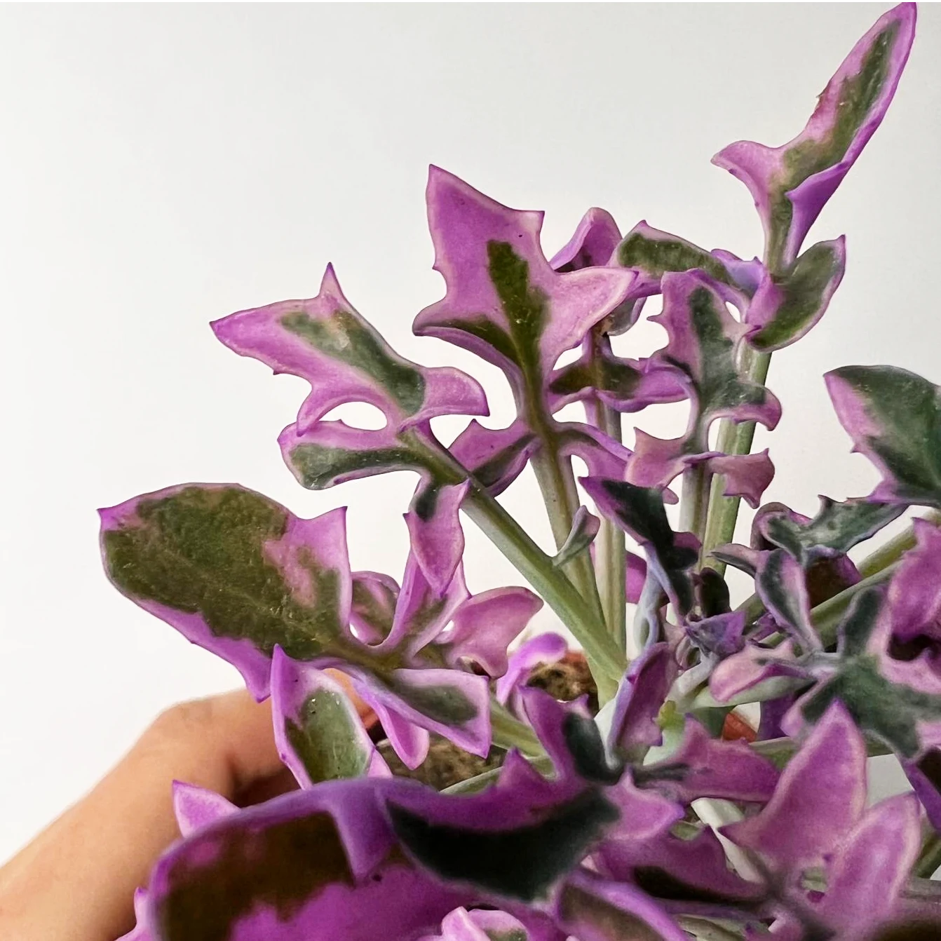Senecio Articulatus Variegato