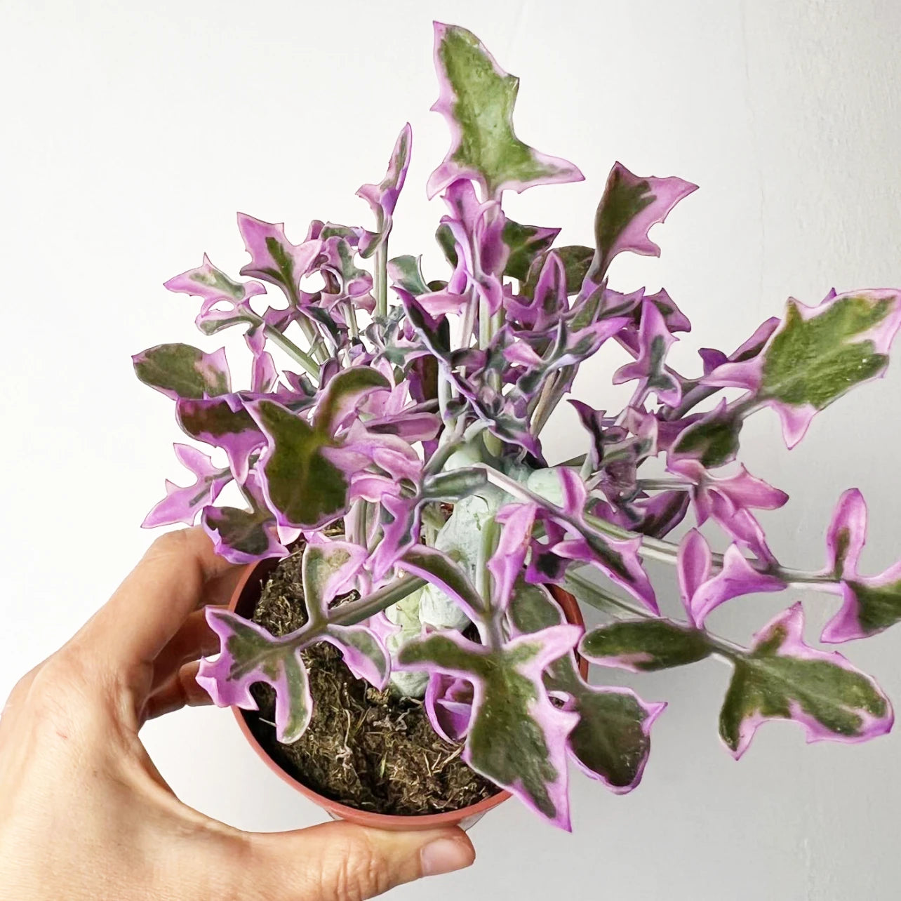 Senecio Articulatus Variegato