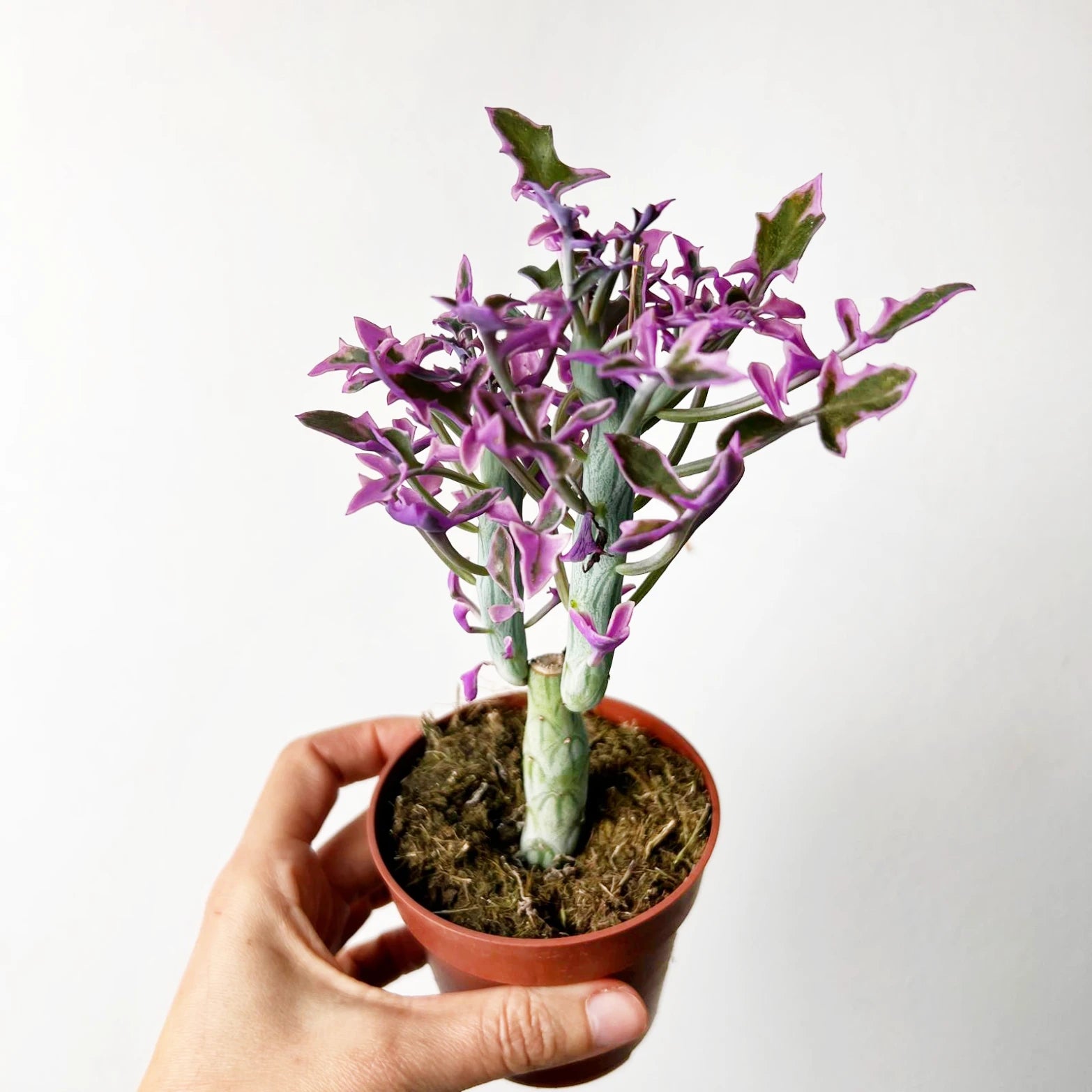 Senecio Articulatus Variegato