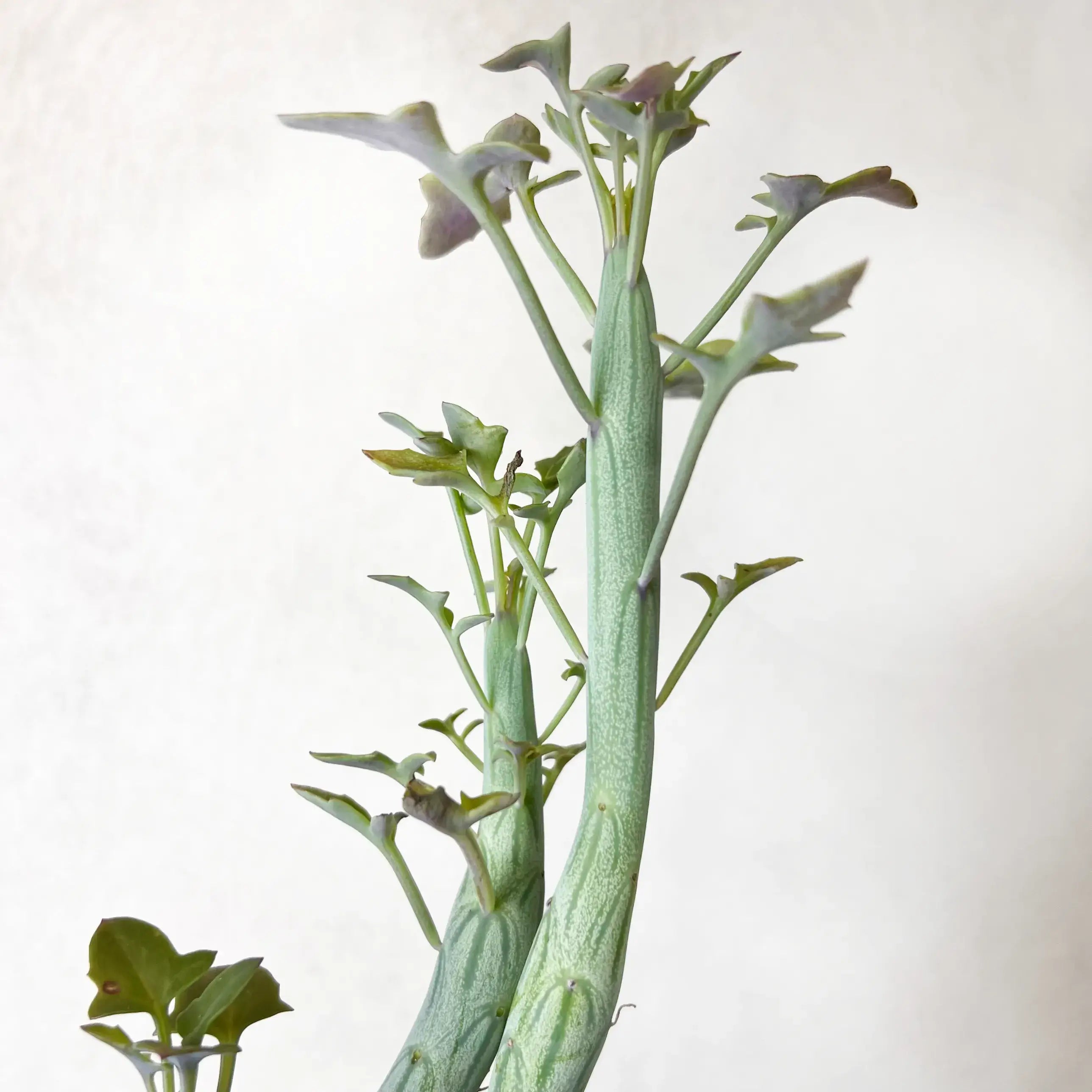 Senecio Articulatus