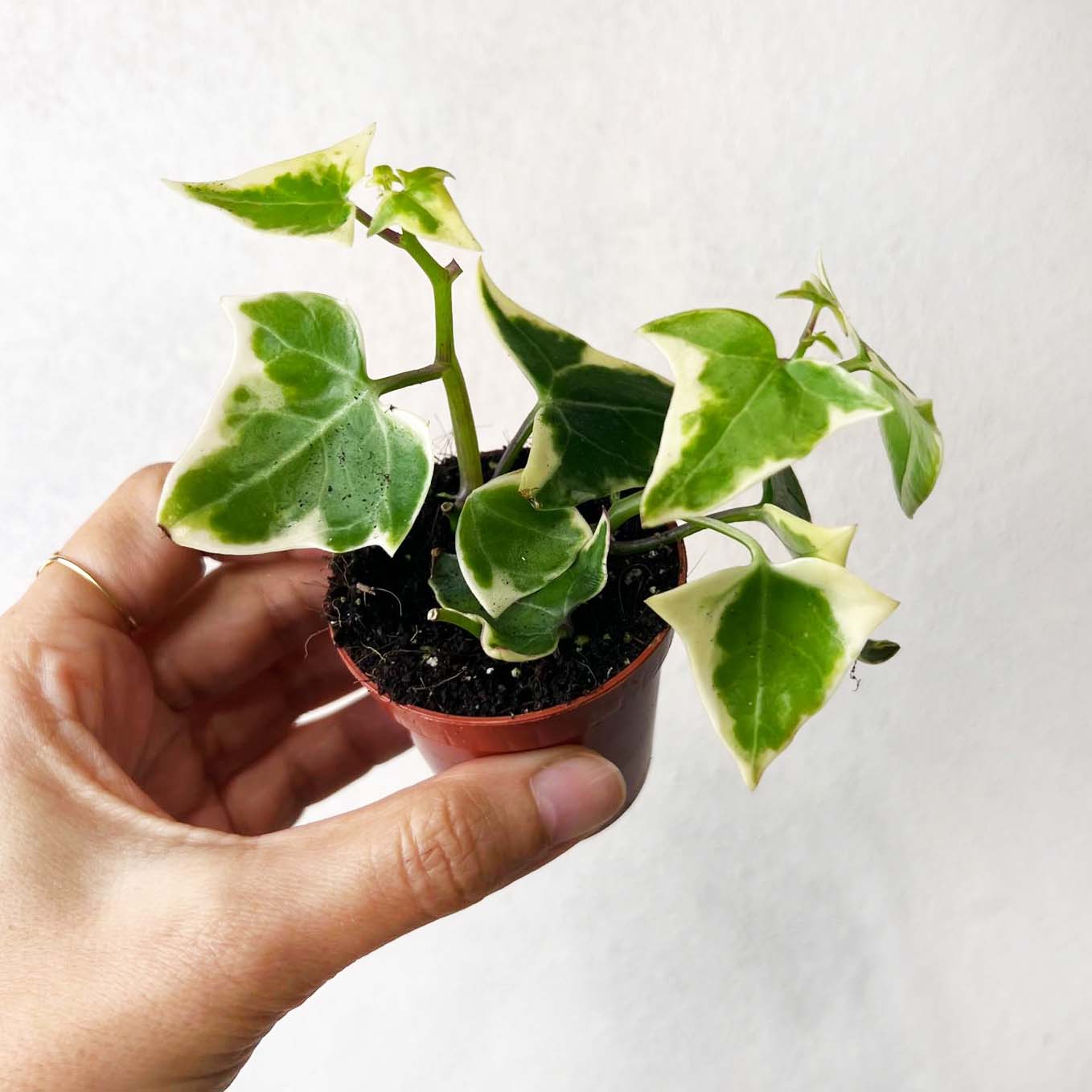 Senecio Macroglossus (edera del Kenia) Variegatus