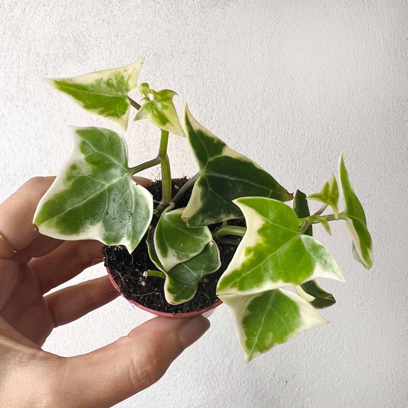 Senecio Macroglossus (edera del Kenia) Variegatus