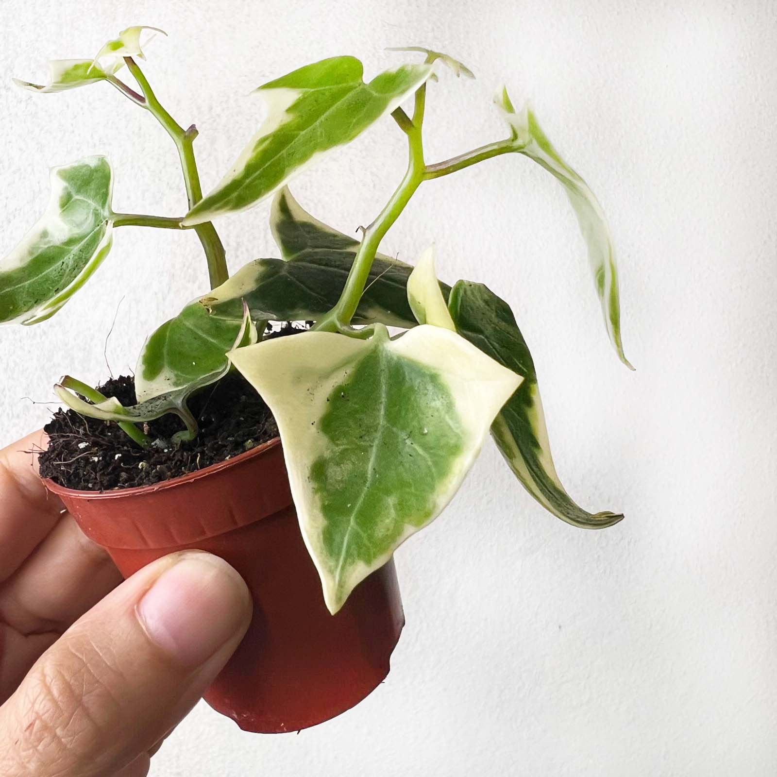 Senecio Macroglossus (edera del Kenia) Variegatus