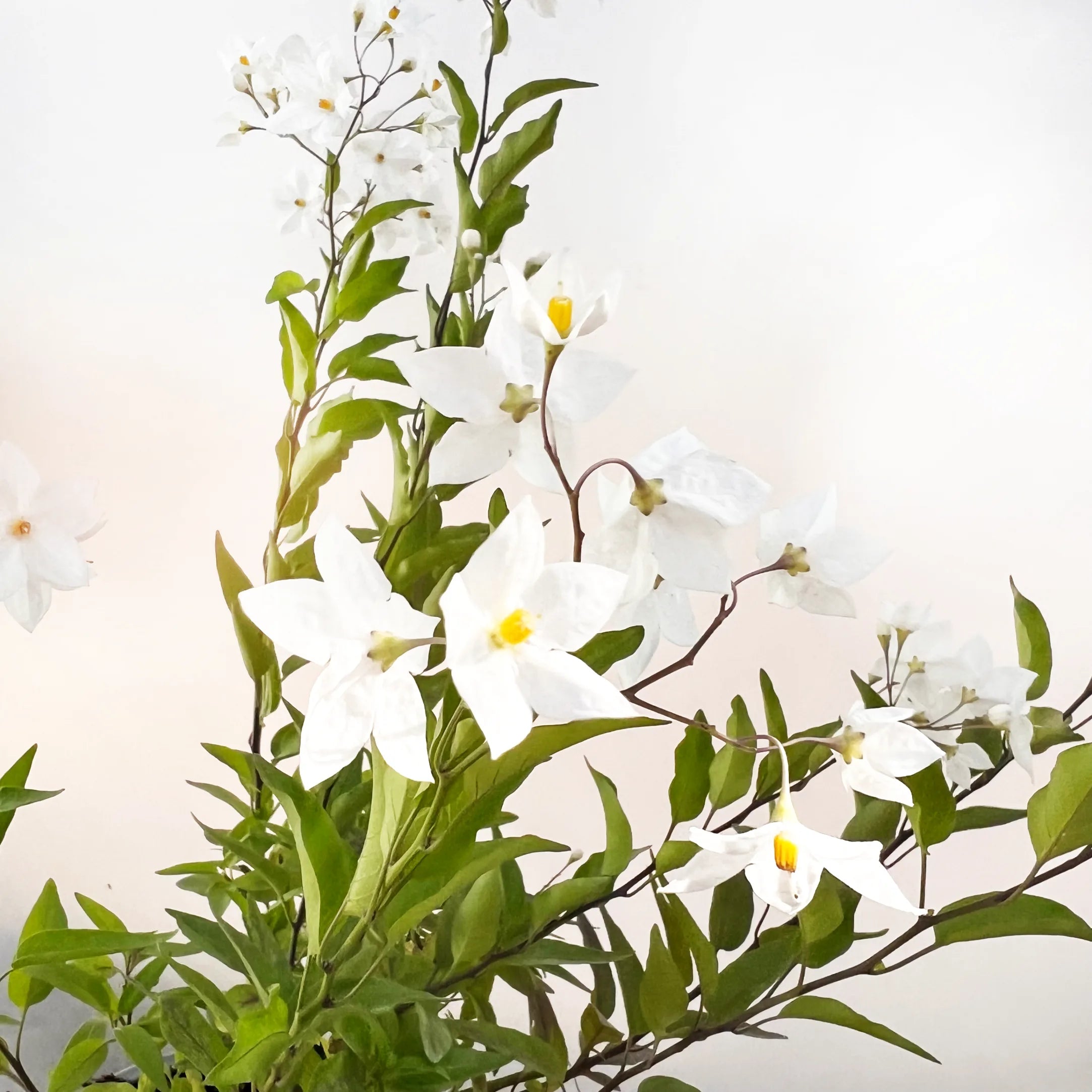 Solanum jasminoides