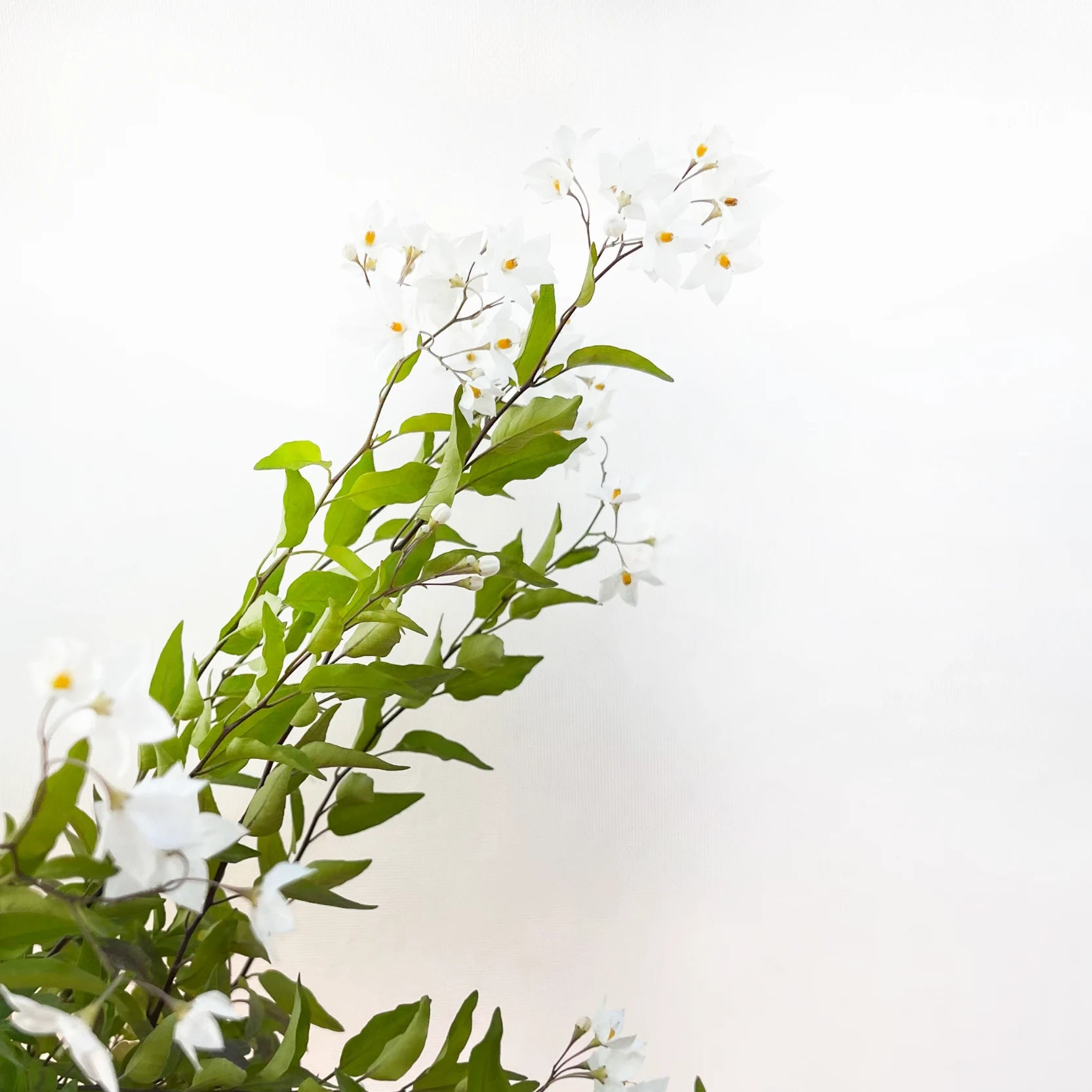 Solanum jasminoides