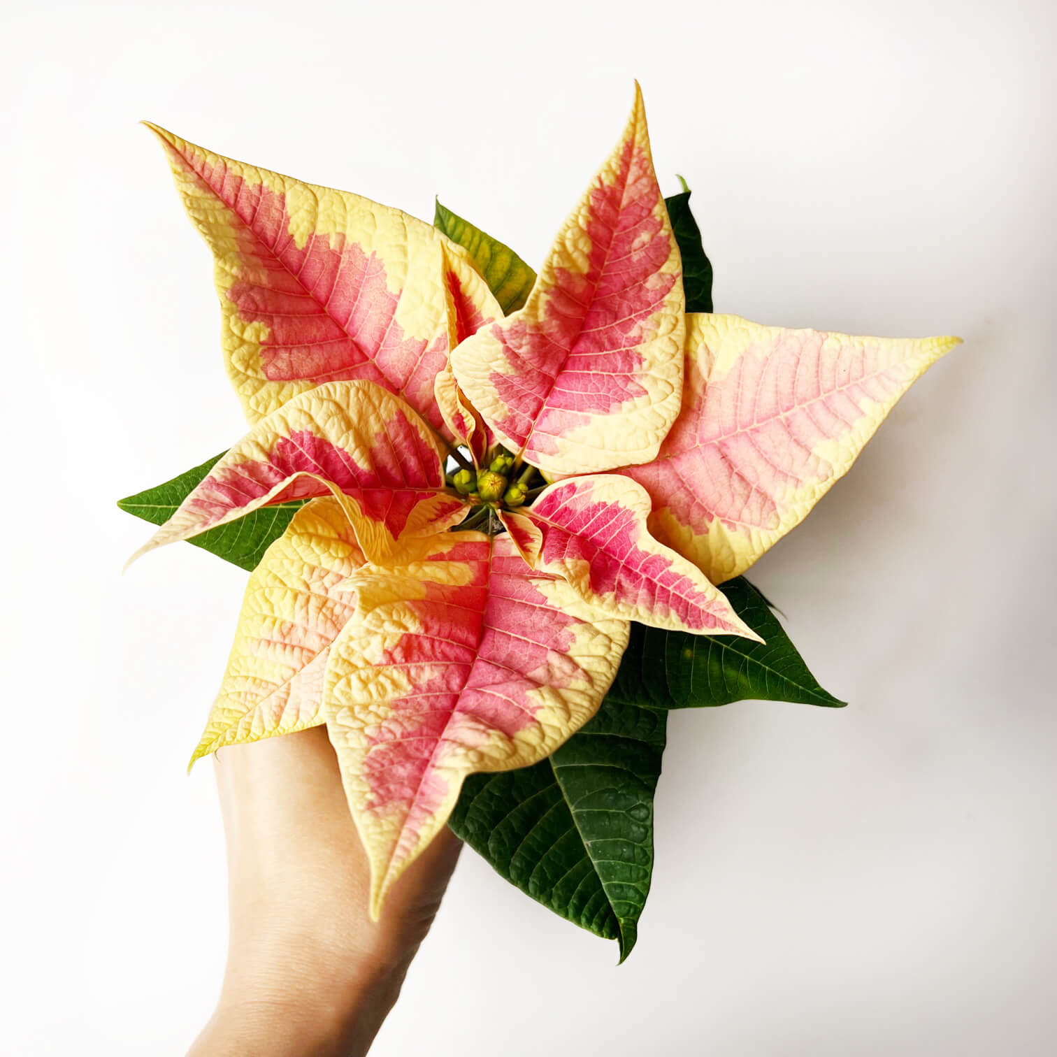 Stella di Natale/ Euphorbia pulch. Saturnus Marble